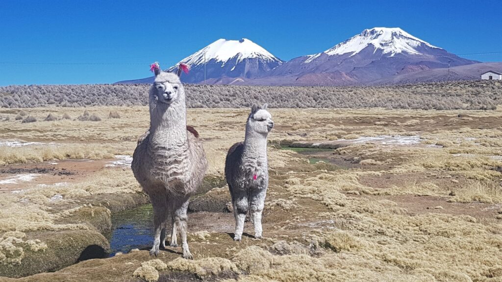 National Park Sajama